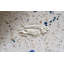 6" x 6" SeaStone Cement Whole Fish Fossil Impression Bevel Edge Medallion Tile in Beige