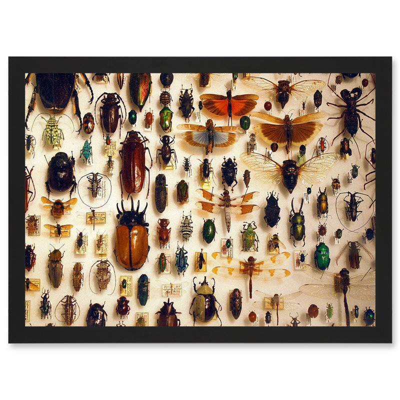 Taxidermy Varied Insect Collection Cabinet 1 Piece Single Picture Frame Wall Art, 23.4cm H x 32.3cm W x 1.5cm D