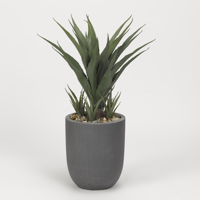 Plante en sisal dans un pot de fleurs