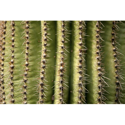 Gros plan sur un cactus Saguaro