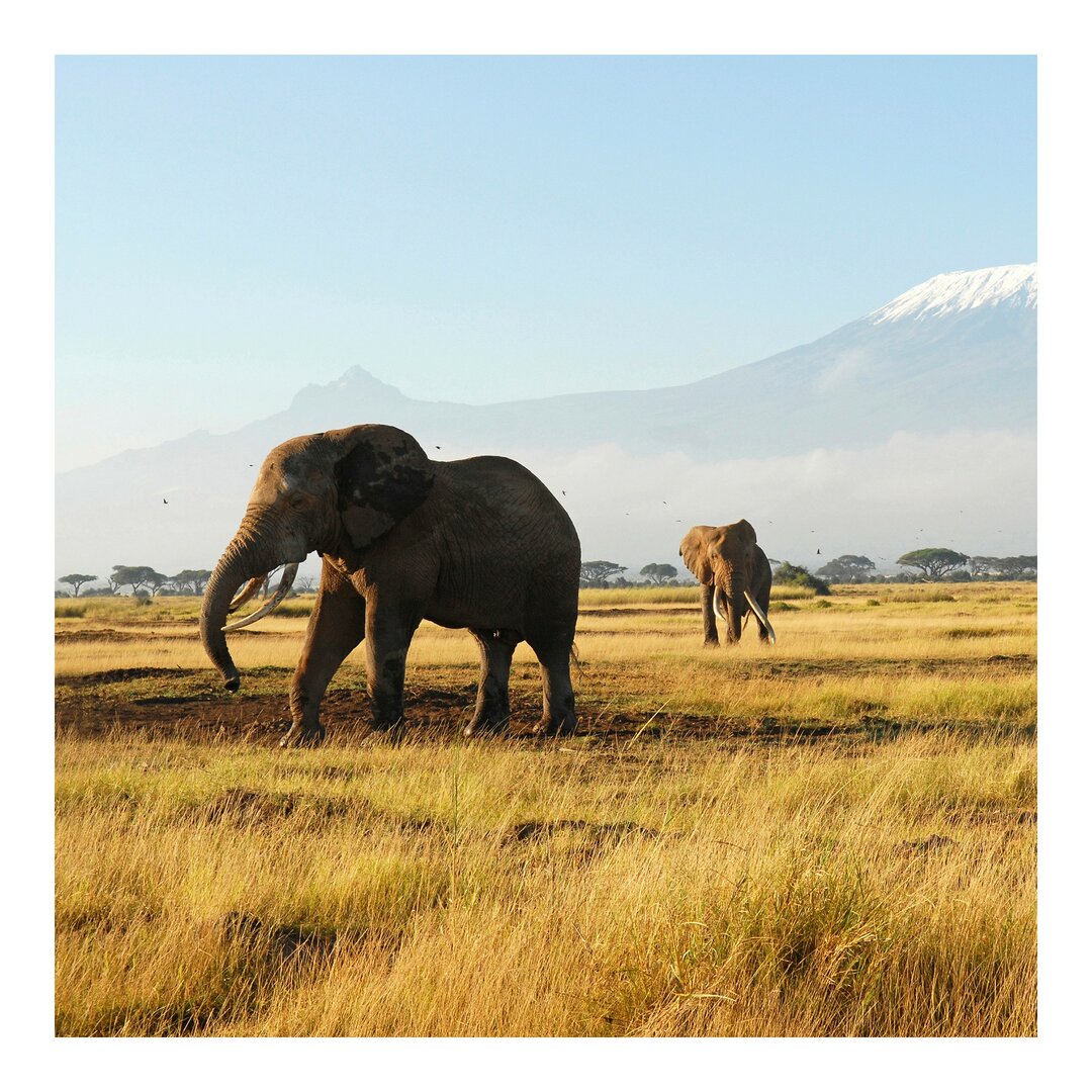 Tapete Elephants Beneath Kilimanjaro