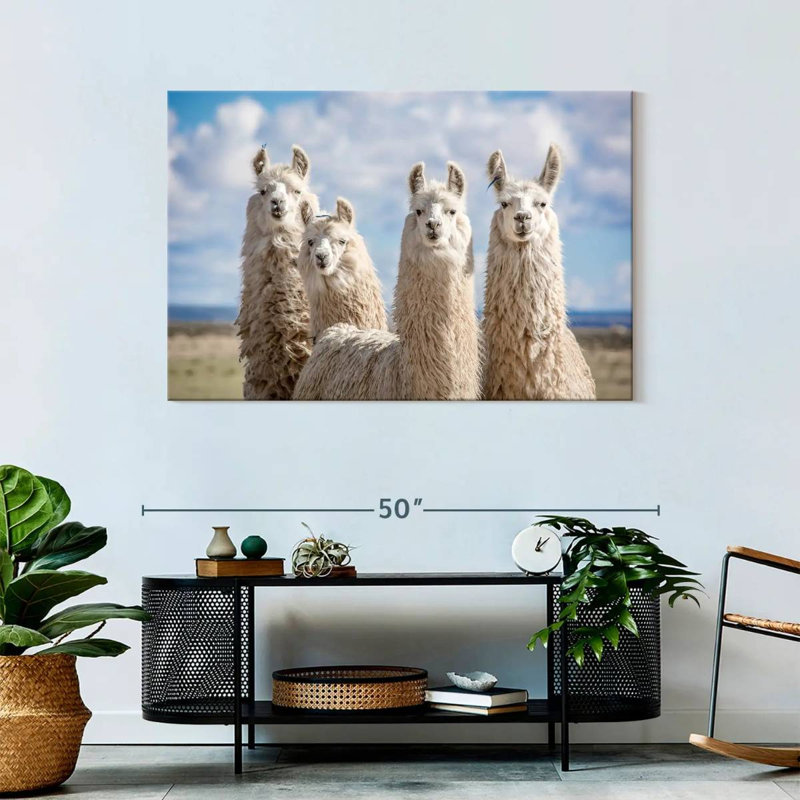 Fluffy White Llamas, 30" H x 45" W