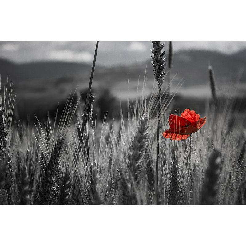 Espino Red Poppy Flower - Wrapped Canvas Print, 30cm H x 46cm W x 3.8cm D
