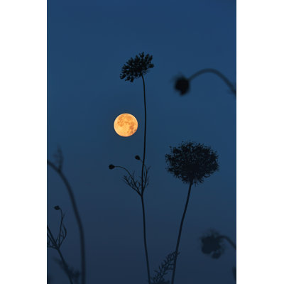 Pleine lune et dentelle Queen Annes par Dwalker44