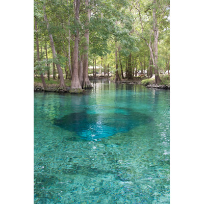 " Florida Springs And Trees "
