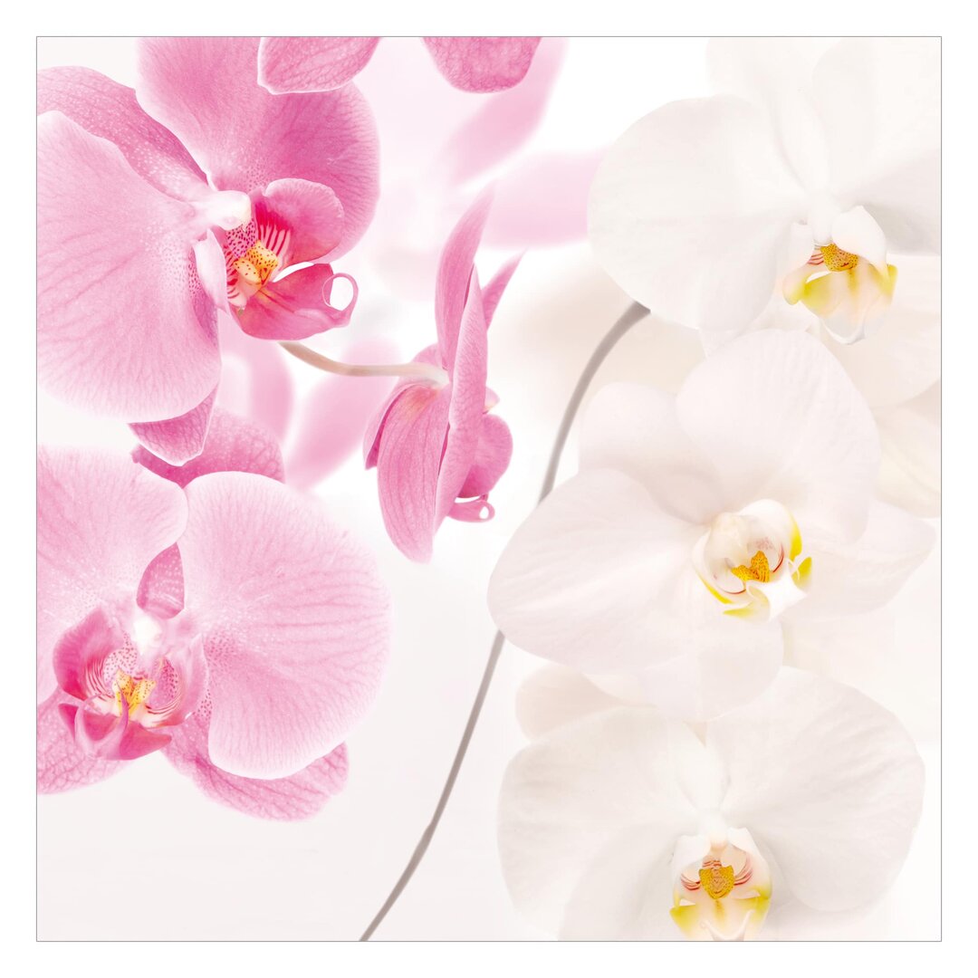 Matte Fototapete Zarte Orchideen 2,4 m x 240 cm