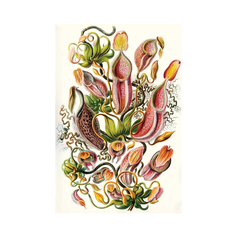 A Collection of Nepenthaceae (Illustration From Kunstformen der Natur), 1899 1 Piece Wrapped Canvas Wall Art