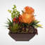 Succulent Plant in Planter