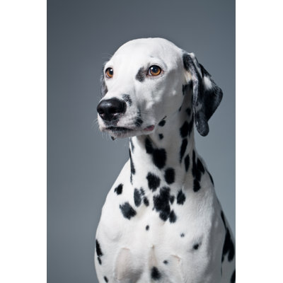 Portrait of Dalmatian by Alvarez