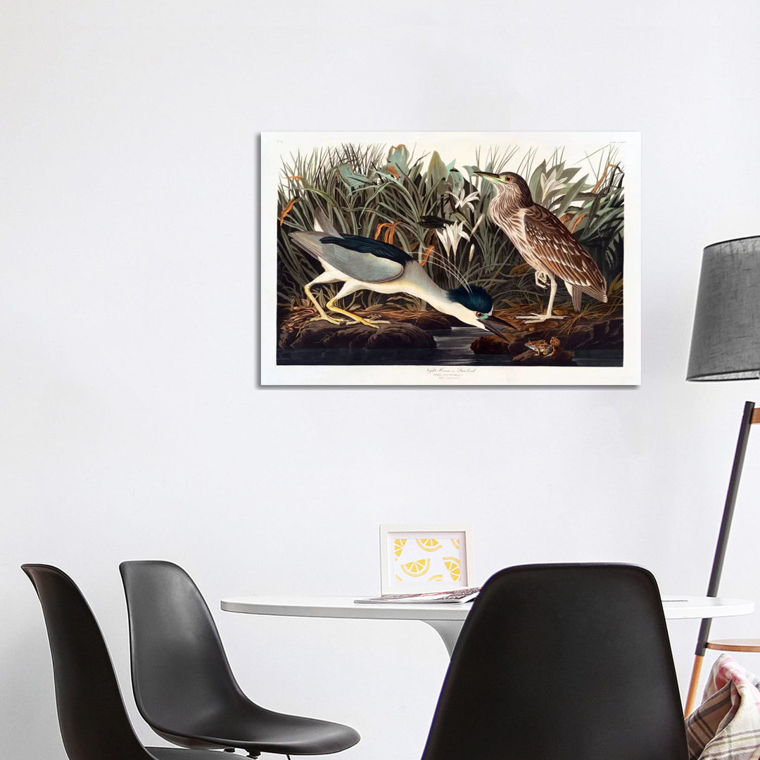 Black-crowned Night Heron Or Qua Bird by John James Audubon - Wrapped Canvas Gallery-Wrapped Canvas Giclée