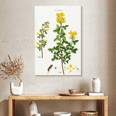 Cytisus cytisus biflorus Keiri