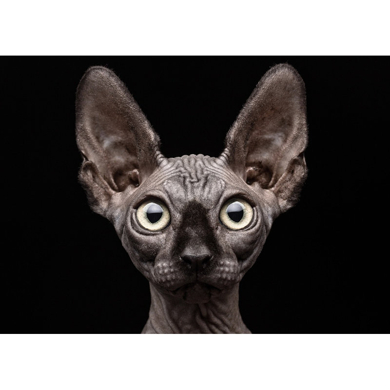 Wrapped Canvas Print, 60.96 cm H x 91.44 cm W
