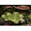 Banana Madeira Earthenware Salad Bowl