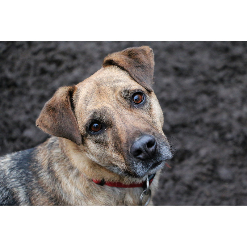 «Mixed Shepherd Head» par Biancagrueneberg - photographie sur toile tendue, L 12 po x H 8 po