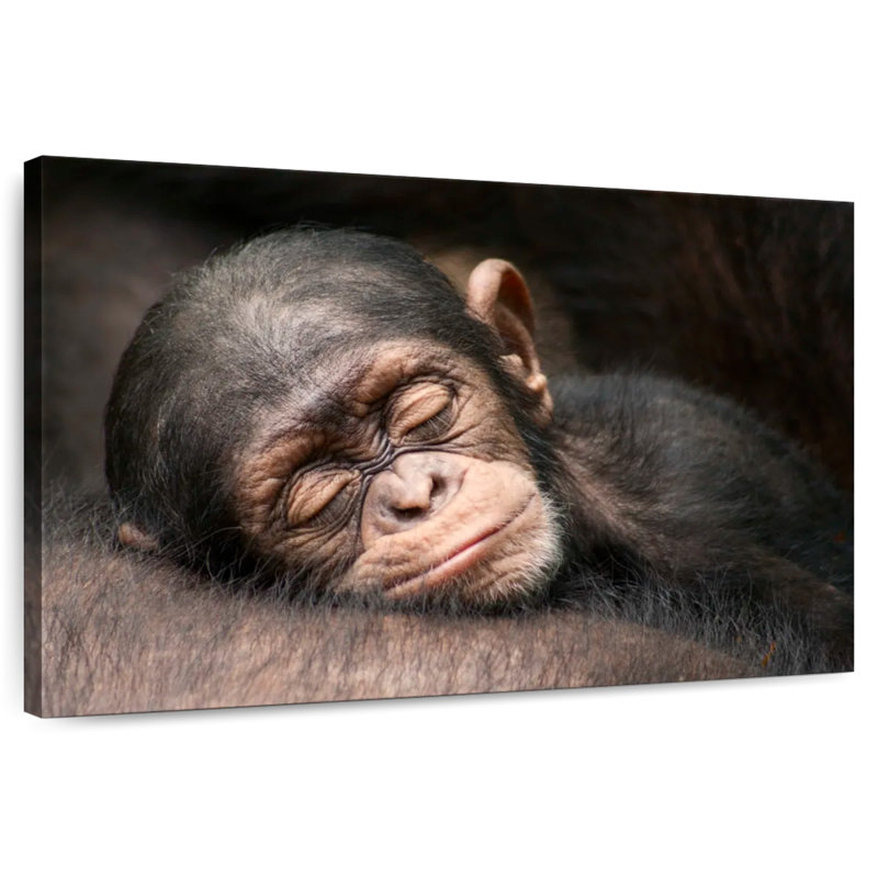 Brampt Sleeping Baby Chimpanzee, 34" H x 51" W