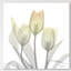 Sunday Morning Tulips Two - Wrapped Canvas Print-127730525
