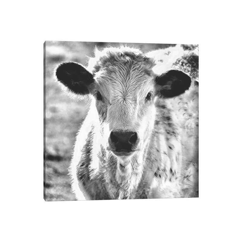 Moo by MScottPhotography - Wrapped Canvas Print, 30.48 cm H x 30.48 cm W