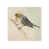 Glass Coat