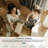 Insect Print Washable Rugs for Living Room Ultra-Thin Non-Slip Modern Bedroom Large Carpet-1705919071