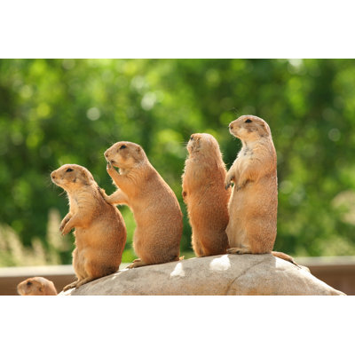 Quatre chiens de prairie - Photographie sur toile tendue