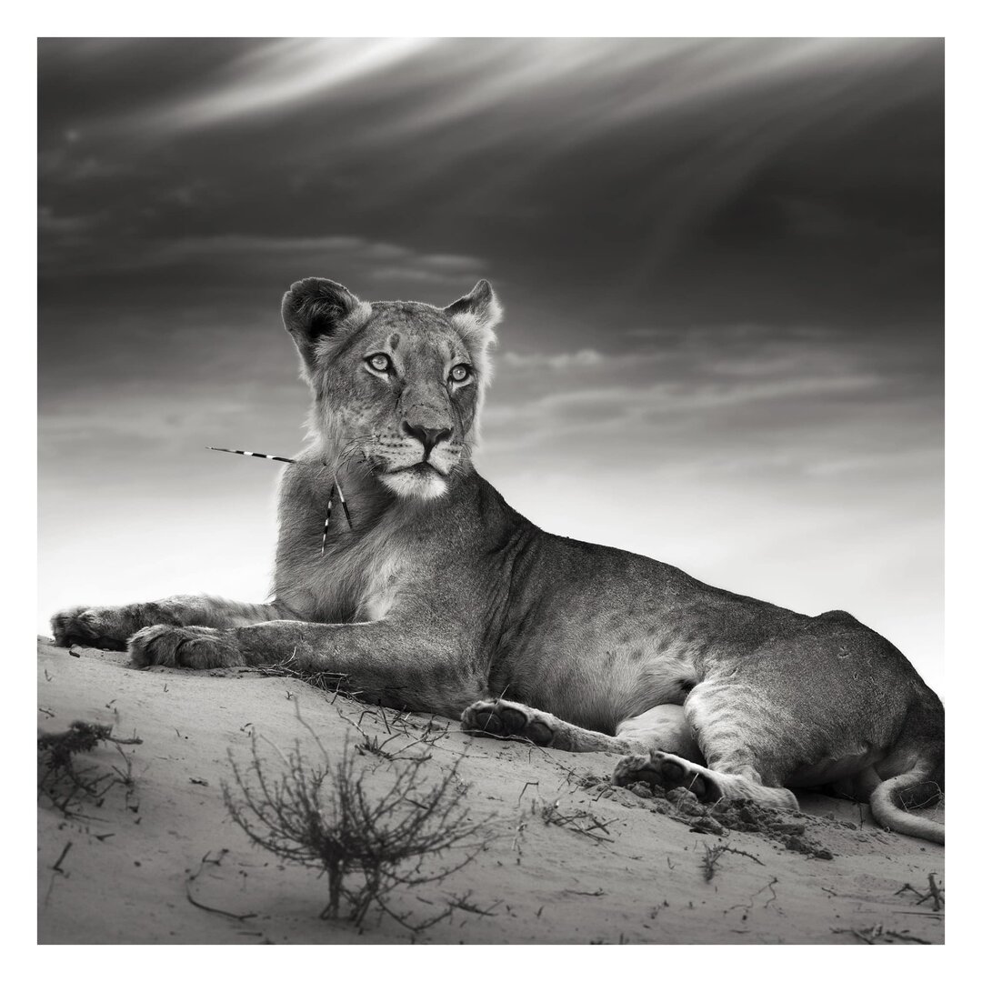 Strukturierte Fototapete Resting Lion 1,92 m x 192 cm