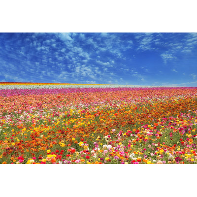 " Field Flower Fields " by Cfbill