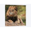 «Lion Laying Down», impression sur toile-33109596-72406932-72406927