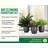 Thorsen's Greenhouse Live Plant in Plastic Pot-100722734