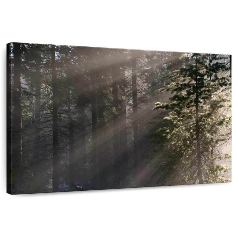 Alvord, parc national séquoia ensoleillé, H 16 po x l 24 po