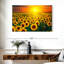 Alvord, coucher de soleil avec tournesols-107502706