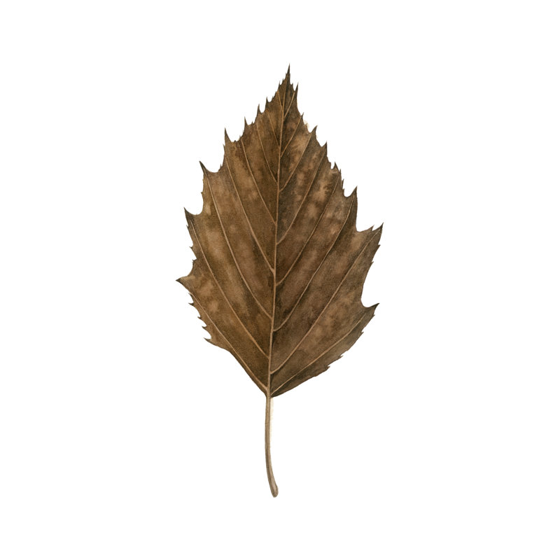 Étude de feuilles d'automne III, H 18 po x l 12 po