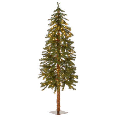 Hickory Cedar Tree