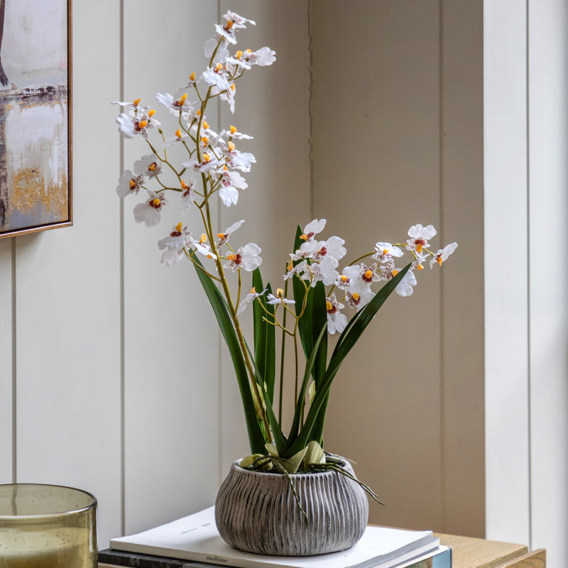 Orchid in Low Ceramic Pot 580mm, White