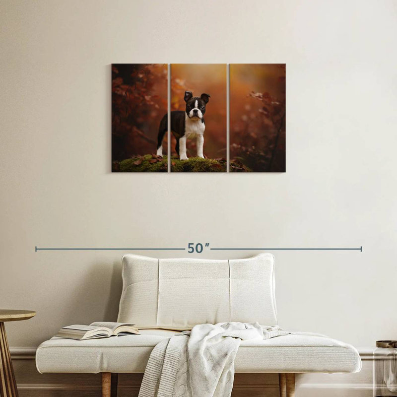 Boston terrier Brampt, H 20 po x l 33 po