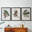 Gould Tropical Birds I - Toile tendue avec châssis sur mesure - 3 pièces-570421021-570421022