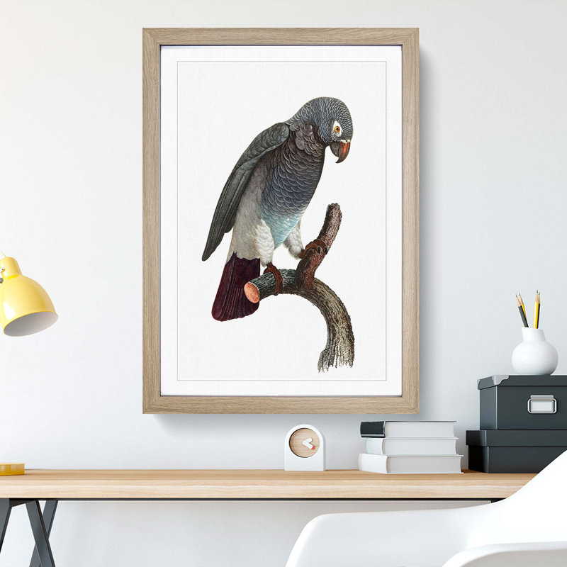 Grey Parrot Perched by F. Levaillant - Picture Frame Painting Print, 48cm H x 36cm W x 2cm D, Oak Framed