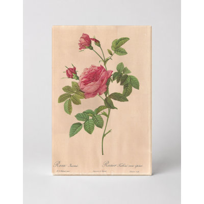 «Rosa Inermis / Rosier Turbine sans épines», art mural sur toile