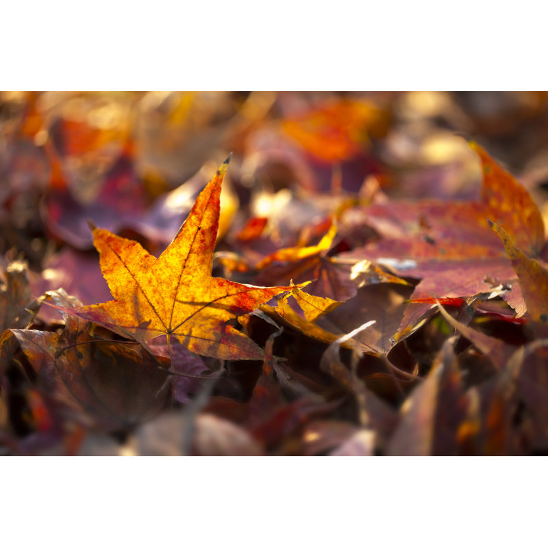 Feuilles d'érable d'automne par Bernie, H 12 po x l 18 po