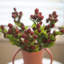 Blackberry Fruit Faux Floral-259805600