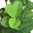 Artificial Fiddle Leaf Fig Tree in Pot