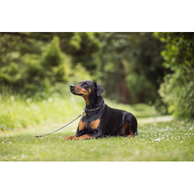 «Doberman Dog» par Viliamm - photographie sur toile tendue