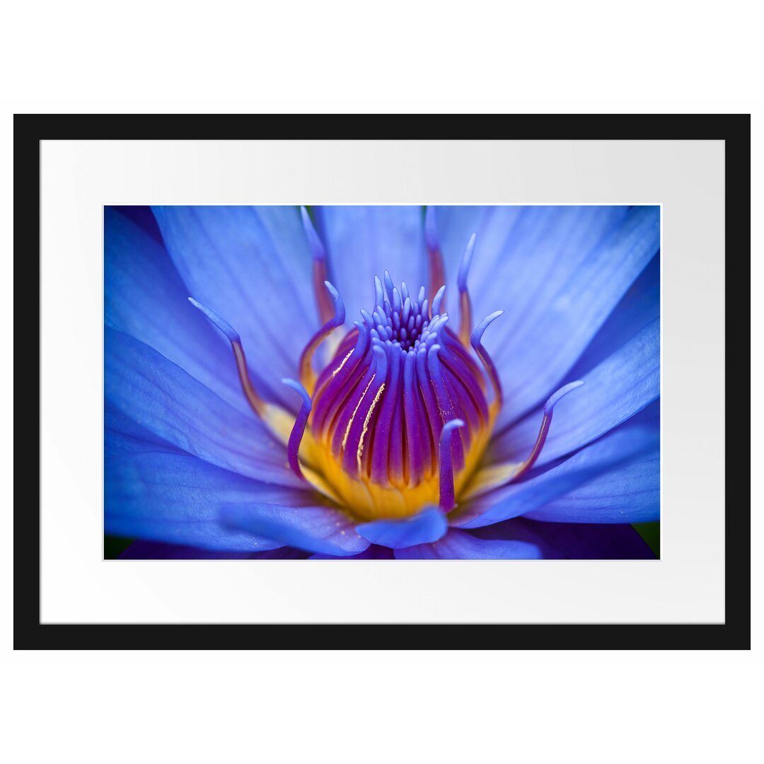 Wunderschöne exotische Blume Gerahmte Fotokunstdruck Poster