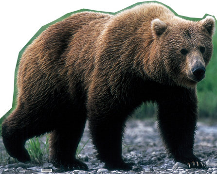 Grizzly Bear Life-Size Cardboard Stand-Up