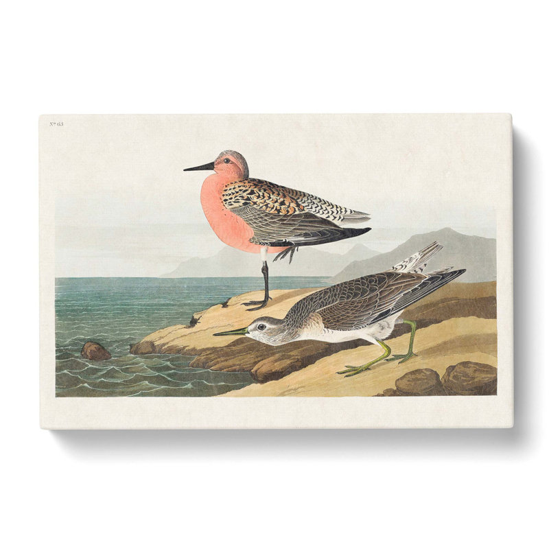 Sandpiper by John Audubon - Wrapped Canvas, 40cm H x 60cm W x 3cm D