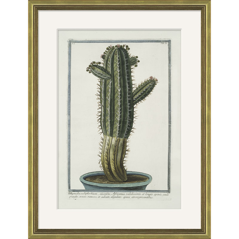 Hortus Romanus 1772-1793 38 Framed