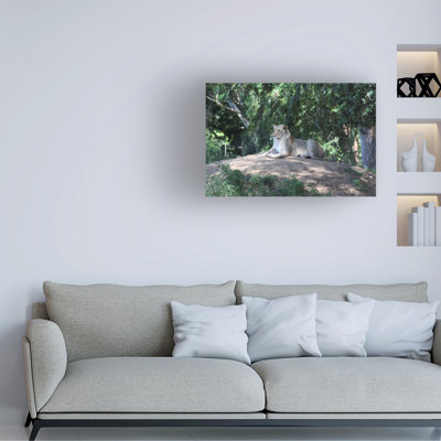 Bolog Bob Langrish Lionesses Laying Canvas Art