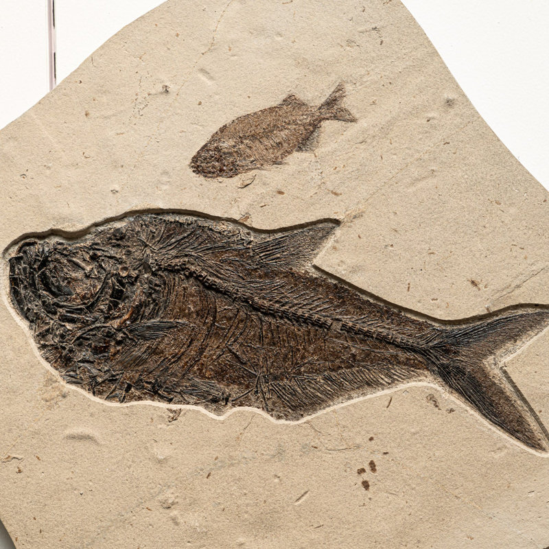 Giant Diplomytus And Cockerellites Fish Fossil Plate
