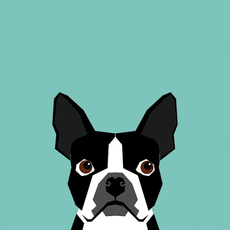 Boston Terrier, impression sur toile tendue, H 37 po x l 37 po x P 1,5 po, Toile tendue, Pas de tapis