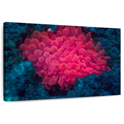 Brampt Pink Coral Reef