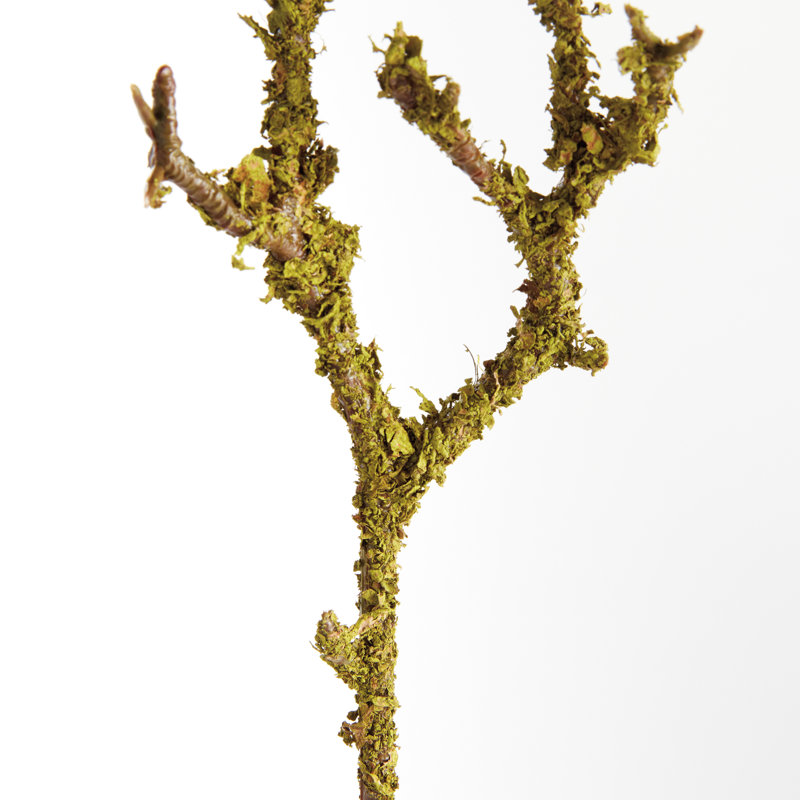 LICHEN BRANCHES 17 ", ENSEMBLE DE 6
